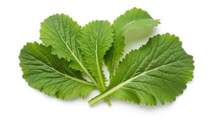 Fresh Vibrant Green Mustard Greens Leaves Isolated on White Background