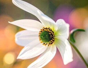 White daisy-like flower with green center; bokeh backdrop