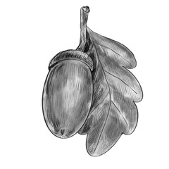A twig with an acorn and an oak leaf. Black and white realistic pencil hand drawing isolated on white © Margarita