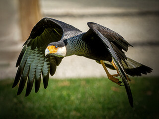 Caracara huppé (Caracara plancus) en marche et en vol lors d’un spectacle de rapaces, rapace sud-américain en captivité pédagogique © Colombe Delons