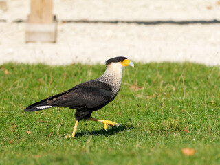 Obraz premium Caracara huppé (Caracara plancus) en marche et en vol lors d’un spectacle de rapaces, rapace sud-américain en captivité pédagogique