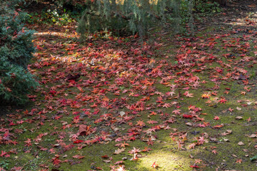 Forest floor covered in scattered red and orange autumn leaves maple Acer Palmatum. With patches of green moss and  few evergreens in background..