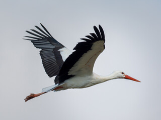 Cigogne blanche (Ciconia ciconia) en vol, ailes d&eacute;ploy&eacute;es sur fond de ciel bleu, grand &eacute;chassier embl&eacute;matique d&rsquo;Europe
