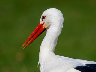 Cigognes blanches (Ciconia ciconia) nourries par un soigneur lors d&rsquo;un spectacle animalier, oiseaux en captivit&eacute; p&eacute;dagogique