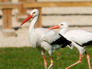 Cigognes blanches (Ciconia ciconia) nourries par un soigneur lors d&rsquo;un spectacle animalier, oiseaux en captivit&eacute; p&eacute;dagogique