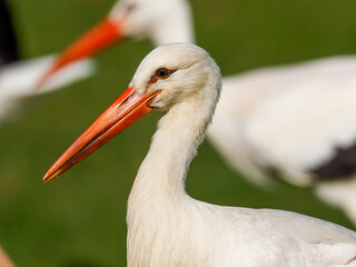 Cigognes blanches (Ciconia ciconia) nourries par un soigneur lors d&rsquo;un spectacle animalier, oiseaux en captivit&eacute; p&eacute;dagogique