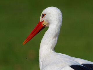 Cigognes blanches (Ciconia ciconia) nourries par un soigneur lors d&rsquo;un spectacle animalier, oiseaux en captivit&eacute; p&eacute;dagogique