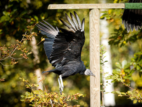 Urubu noir (Coragyps atratus) en vol et &agrave; l&rsquo;atterrissage lors d&rsquo;un spectacle de rapaces, vautour n&eacute;crophage en captivit&eacute; p&eacute;dagogique