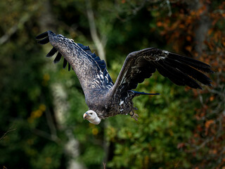 Vautour fauve (Gyps fulvus) en vol et pos&eacute; lors d&rsquo;une d&eacute;monstration de rapaces, grand vautour n&eacute;crophage en parc animalier