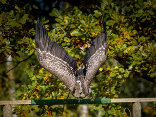 Fototapeta premium Vautour fauve (Gyps fulvus) en vol et posé lors d’une démonstration de rapaces, grand vautour nécrophage en parc animalier
