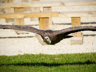 Vautour fauve (Gyps fulvus) en vol et pos&eacute; lors d&rsquo;une d&eacute;monstration de rapaces, grand vautour n&eacute;crophage en parc animalier