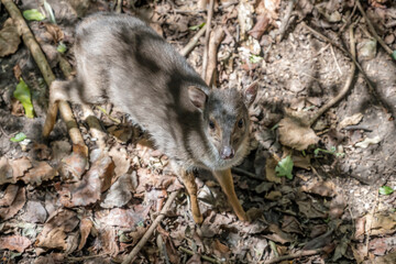 Blue Duiker antelope at bird park in Plettenberg bay, South Africa © hal_pand_108