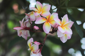 Obraz premium Fresh pink and yellow frangipani flowers blooming on a tree branch outdoors