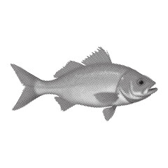 Detailed monochrome illustration of a single fish with prominent fins in a halftone style