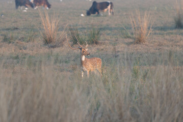 Spotte Deer male