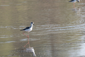 Black-winged Stilt