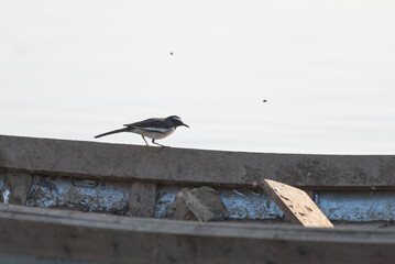 White-browed Wagtail