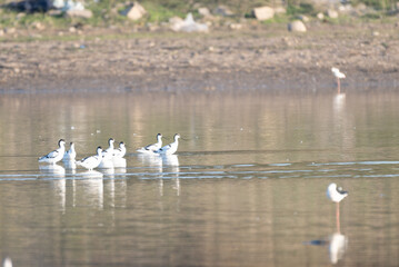 Flock of Pied Avocets