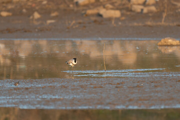 River Lapwing