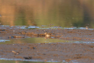 Jack Snipe
