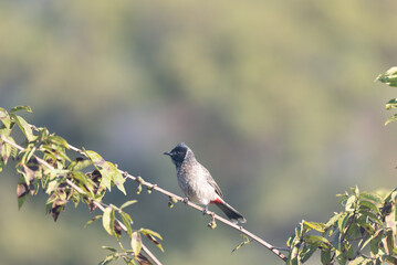 Red-vented Bulbul