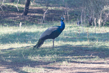 Indian Peafowl male