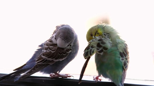 Natural light footage of two budgerigars preening on a window sill. Represents bird behavior, pet care, calm domestic life, and natural grooming moments in a home environment.