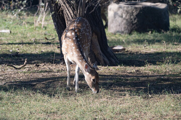Spotted Deer female