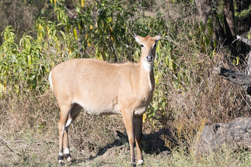 Nilgai female