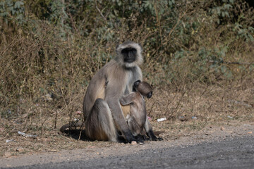 Mother and baby of Hanuman Langurs