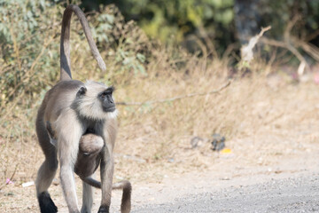 Mother and baby of Hanuman Langurs