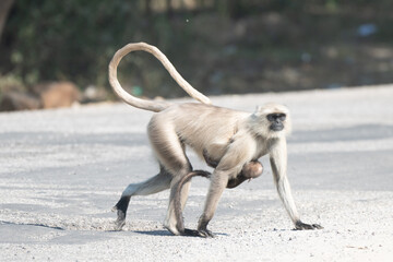 Mother and baby of Hanuman Langurs