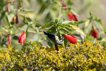 Purple Sunbird male eclipse