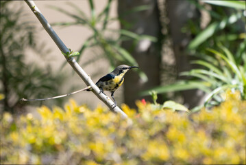 Purple Sunbird male eclipse