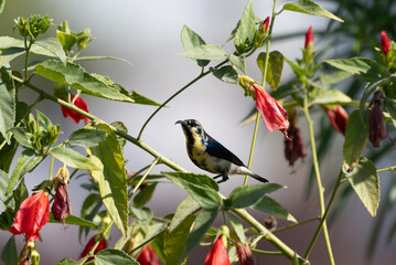 Purple Sunbird male eclipse