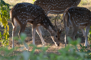 Spotted Deer male