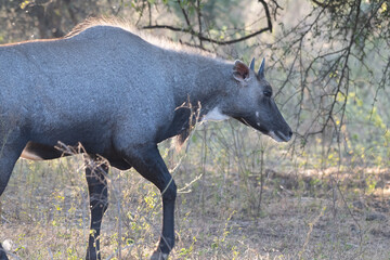 Nilgai male