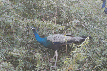 Indian Peafowl perched on tree