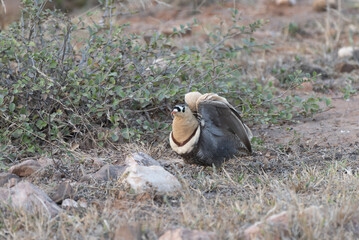 Painted Sandgrouse male