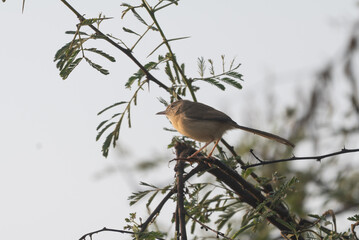 Plain Prinia