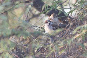 Pair of Sind Sparrows