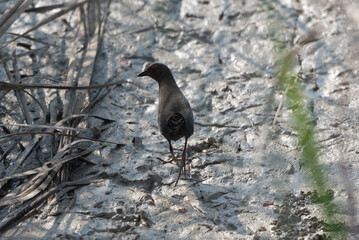 Ruddy-breasted Crake