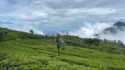 Fototapeta premium Tea gardens estates near Ooty .tea plantations in hill stations. 