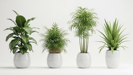 Obraz premium Four different green houseplants in smooth white oval pots arranged in a row on a plain white background