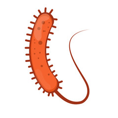 Vibrio Cholerae Illustration