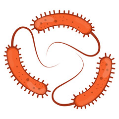 Vibrio Cholerae Illustration