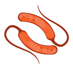 Vibrio Cholerae Illustration