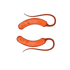 Vibrio Cholerae Illustration