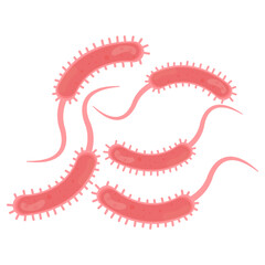 Vibrio Cholerae Illustration