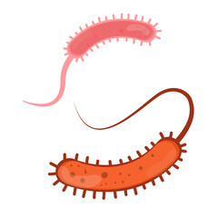 Vibrio Cholerae Illustration